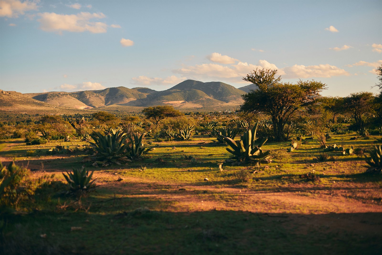 Weites Agavenfeld in den Altos de Jalisco vor Bergkette